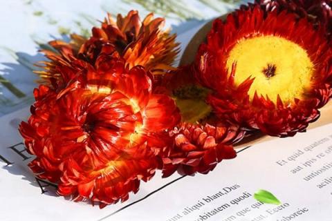 藏菊花茶的功效与作用 藏菊花茶的功效与作用?