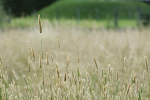 猫尾草的功效与作用（猫尾草的功效与作用图片）