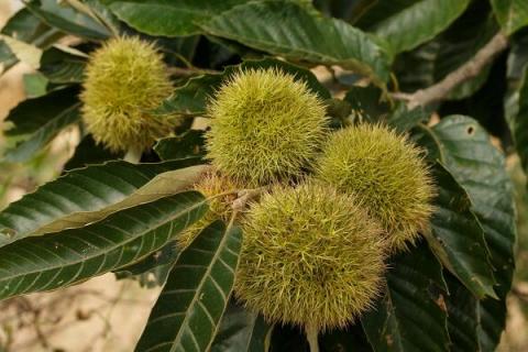 毛栗子的功效与作用（毛栗子的功效与作用禁忌）