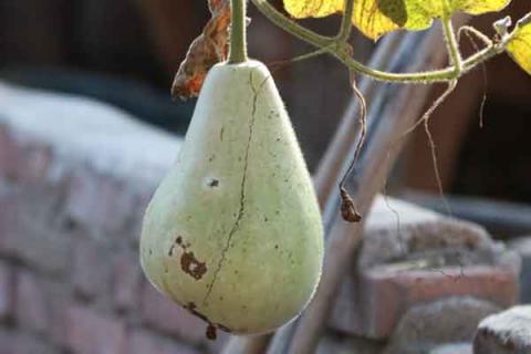 葫芦瓜的功效与作用（葫芦瓜的功效与作用图片）