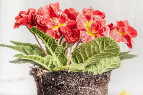 月见草的功效与作用（月见草的功效与作用图片）