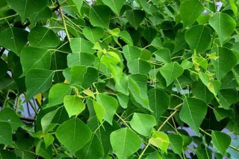 乌桕树的功效与作用（乌桕树图片 乌桕树的功效与作用）