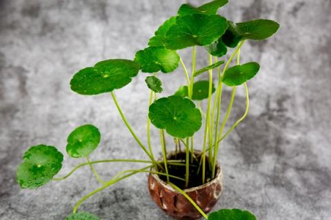 铜钱草的功效与作用 铜钱草的功效与作用图片铜线草