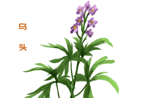 乌头的功效与作用 船形乌头的功效与作用