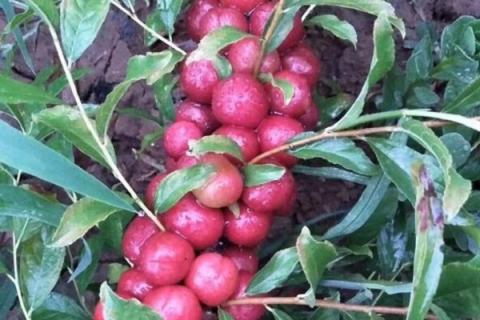 钙果的功效与作用（钙果的功效与作用图片）