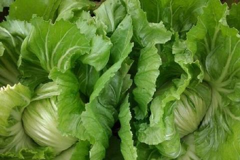 苦芥菜的功效与作用（苦芥菜的功效与作用及食用方法用多少度开水泡为宜芥）