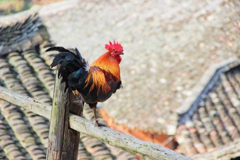 公鸡冠的功效与作用 公鸡冠的功效与作用害处是什么