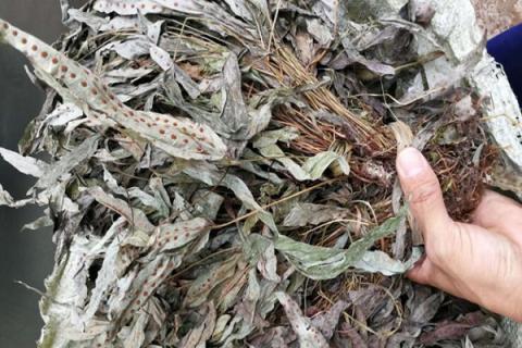 七星草的功效与作用 中药七星草的功效与作用