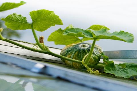 南瓜叶的功效与作用 南瓜叶的功效与作用禁忌