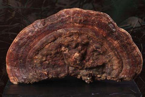 赤芝的功效与作用 灵芝孢子的功效与主治作用