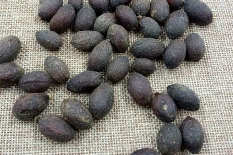 葵树子的功效与作用（葵树子中药别名）