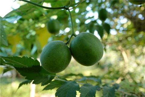 罗汉果泡茶的功效与作用（罗汉果的功效与作用泡水喝的功效）