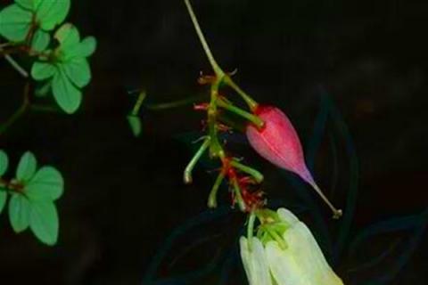 紫金龙的功效与作用 紫金龙的功效与作用图片