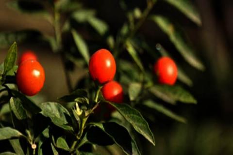 珊瑚樱的功效与作用 珊瑚樱的功效与作用及食用方法