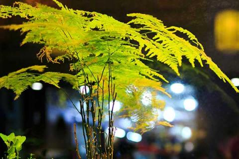 文竹的功效与作用（文竹的功效与作用有哪些）