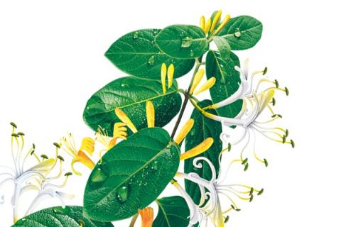 臭黄荆的功效与作用（臭黄荆的功效与作用图片大全）