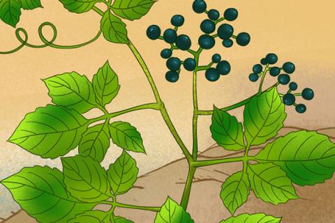 母猪藤的功效与作用 母猪藤的功效与作用 降血糖