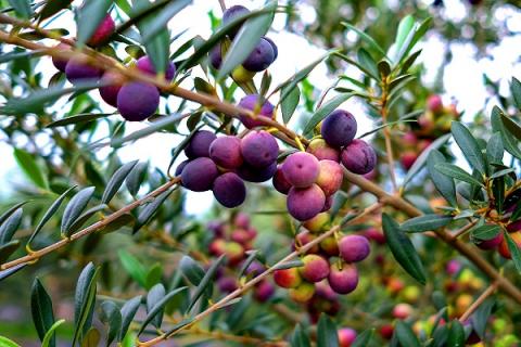 橄榄汤的功效与作用（鲍鱼橄榄汤的功效与作用）