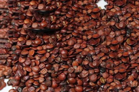 酸枣仁泡水喝的功效与作用 黄芪与酸枣仁泡水喝的功效与作用