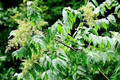 盐肤木的功效与作用 盐肤木的功效与作用对痛风有用吗