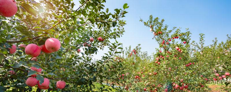 热带果树有哪些（热带果树有哪些种类）