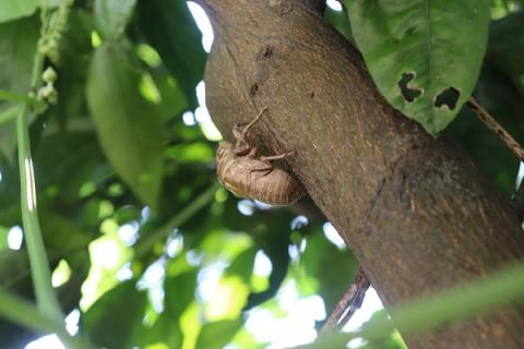 知了的功效与作用（知了的功效与作用及营养价值）