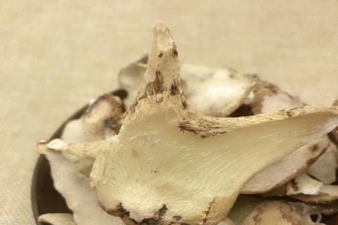 白芨的功效与作用（白芨的功效与作用点）