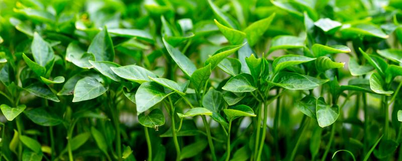 红薯怎样育苗（红薯怎样育苗子?）