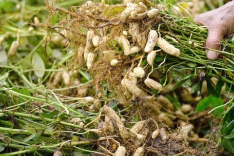 花生根的功效与作用（花生根的功效与作用百度百科）