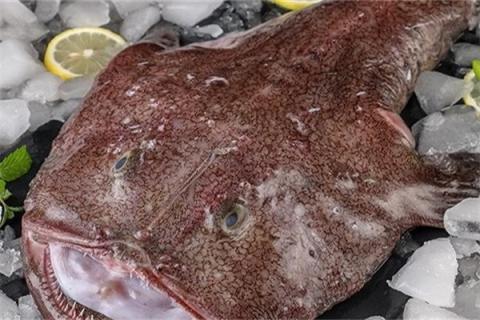 安康鱼的功效与作用 安康鱼的功效与作用,安康鱼的适宜人群和禁忌人群