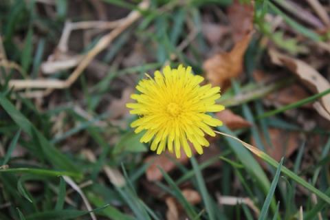 蒲公英花的功效与作用 蒲公英的功效与作用
