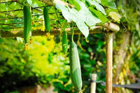 丝瓜水的功效与作用 丝瓜皮煮水的功效与作用