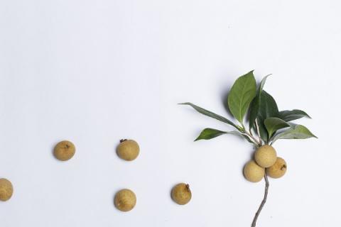 龙眼叶的功效与作用（龙眼叶的功效与作用养鱼）