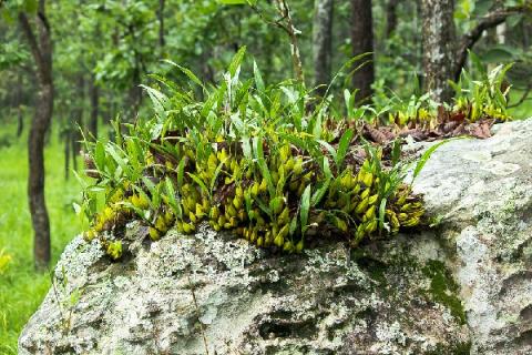 金钗石斛花的功效与作用（金钗石斛花的功效与作用吃法与禁忌）
