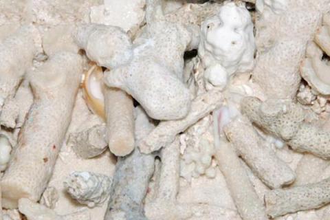 珊瑚的功效与作用 珊瑚癣净的功效与作用