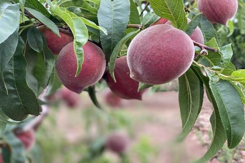 毛桃的功效与作用 五指毛桃的功效与作用