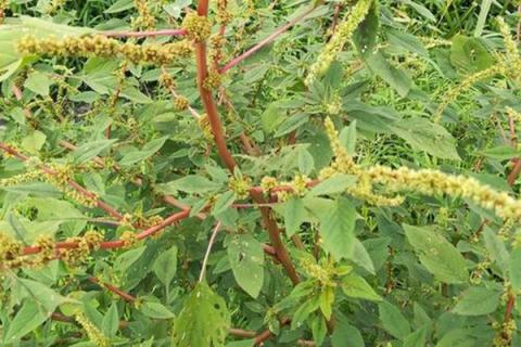 刺苋的功效与作用（红骨刺苋的功效与作用）