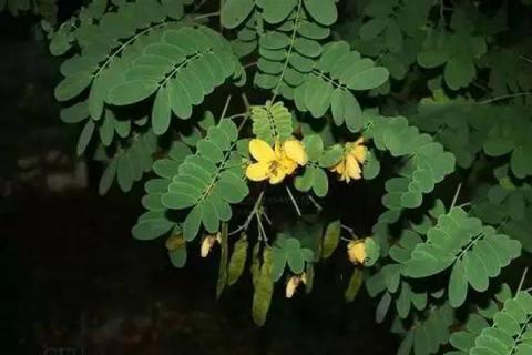 决明子叶子的功效与作用 决明子叶子的功效与作用决明子叶子治疗失眠吗?