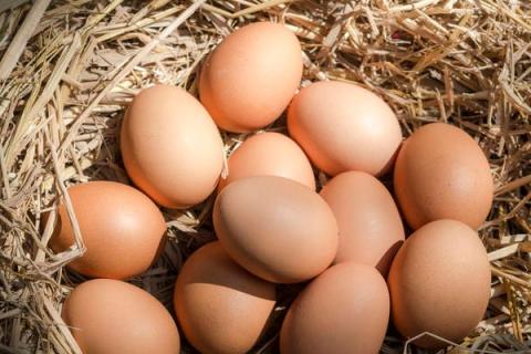 毛蛋的功效与作用（毛蛋的功效与作用中医）