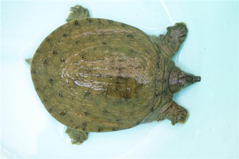 鳖的功效与作用（鳖肉的功效与作用）