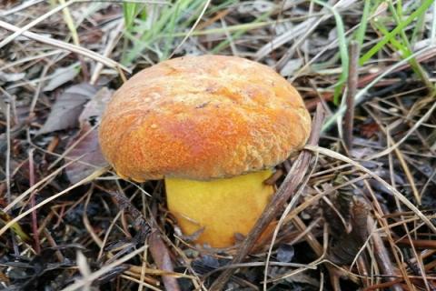 牛肝菌的功效与作用（羊肚菌的功效与作用）