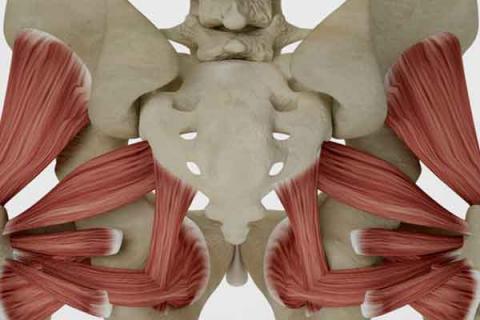 骨盆修复的功效与作用 骨盆修复的功效与作用及禁忌