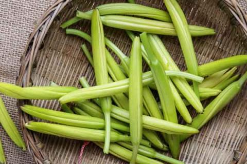 金针菜的功效与作用（黄花金针菜的功效与作用）