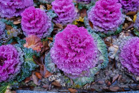 羽衣甘蓝的功效与作用 羽衣甘蓝的功效与作用图片