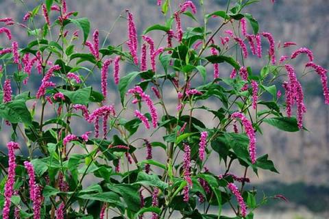 红蓼的功效与作用（红蓼的功效与作用及禁忌）