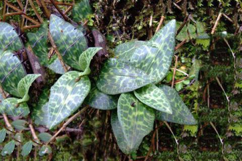 斑叶兰的功效与作用 斑叶兰的功效与作用价值