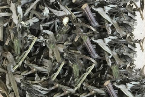 干艾叶煮水的功效与作用 艾叶煮水治妇科炎症的方法