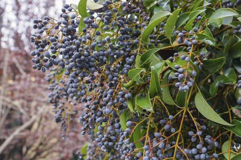 冬青子的功效与作用（冬青子的功效与作用泡水喝的功效）