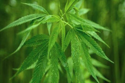 麻仁的功效与作用（麻仁软胶囊的功效与作用）