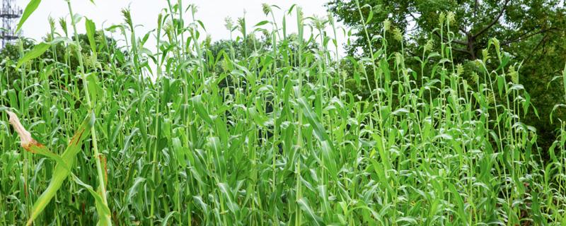 高粱是五谷吗(高粱是五谷吗还是杂粮)